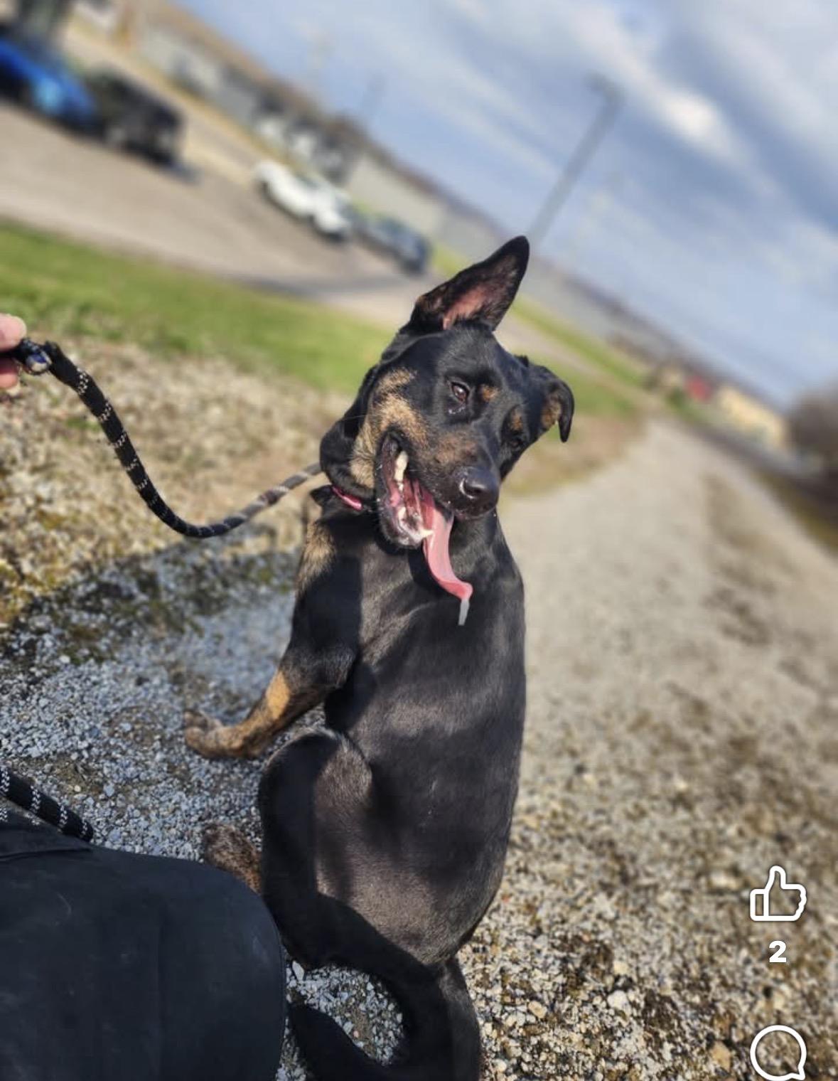 Enlarge Morrigan, a ADOPTABLE mixed breed in Youngstown, OH image 3/6