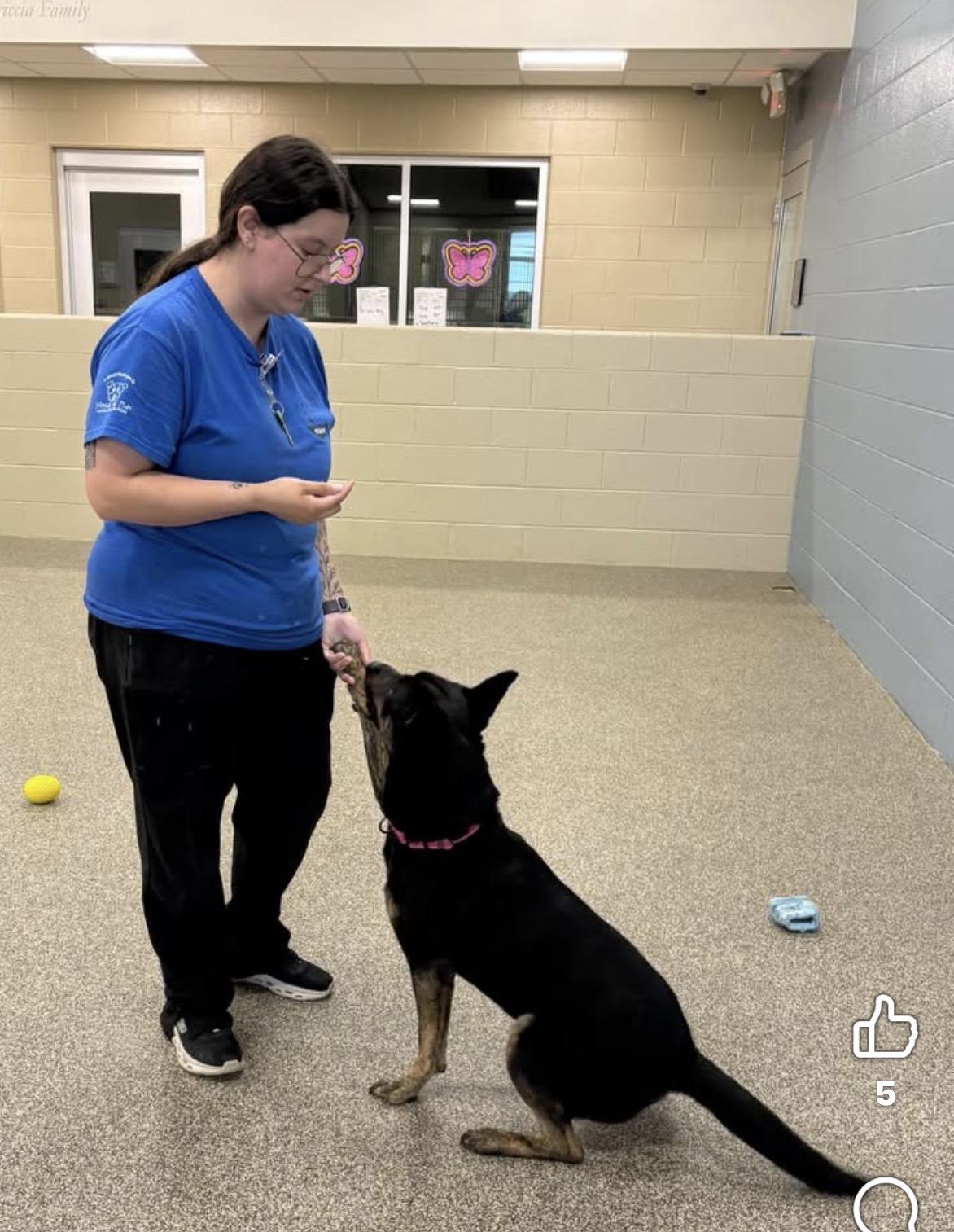 Enlarge Morrigan, a ADOPTABLE mixed breed in Youngstown, OH image 6/6