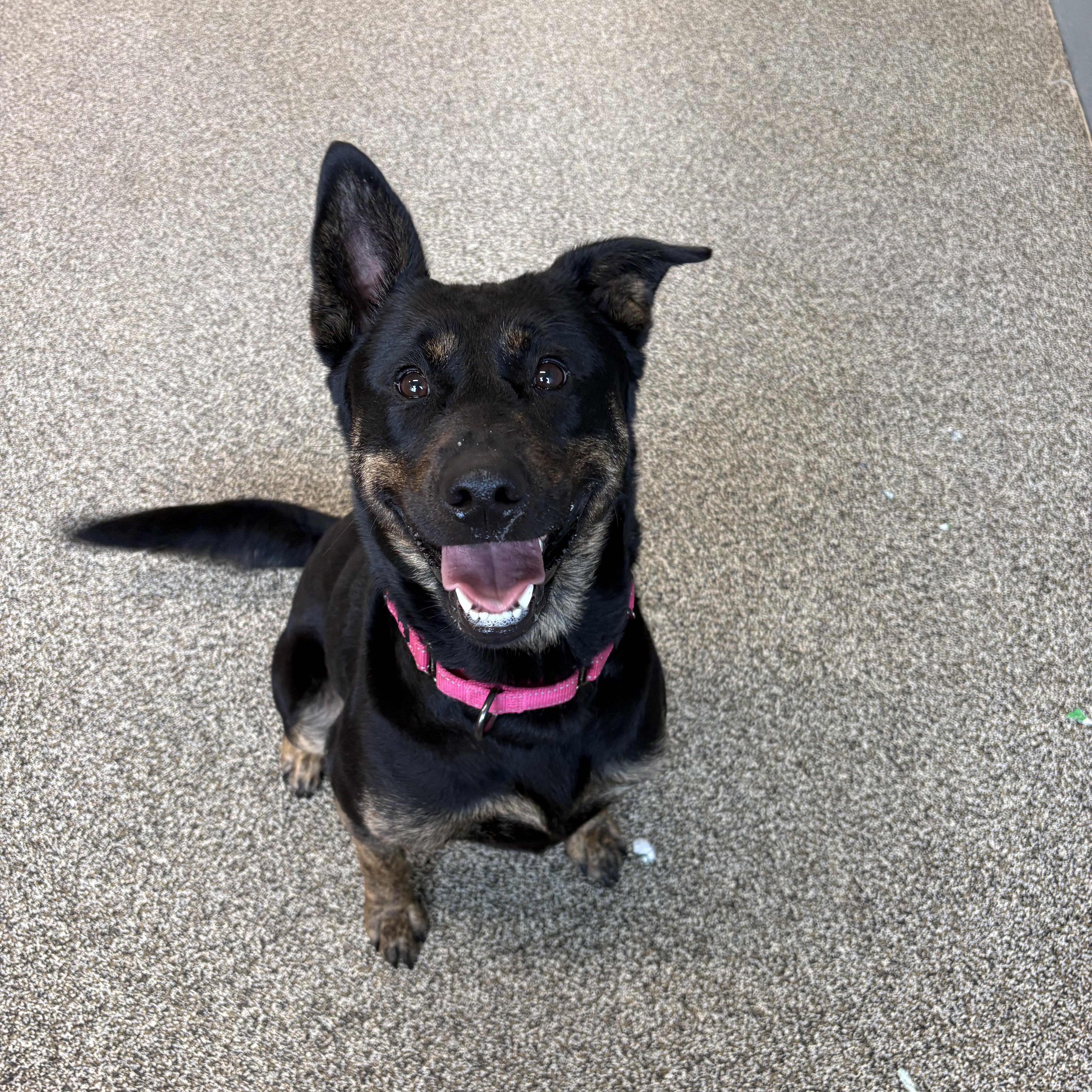 Enlarge Morrigan, a ADOPTABLE mixed breed in Youngstown, OH image 2/6