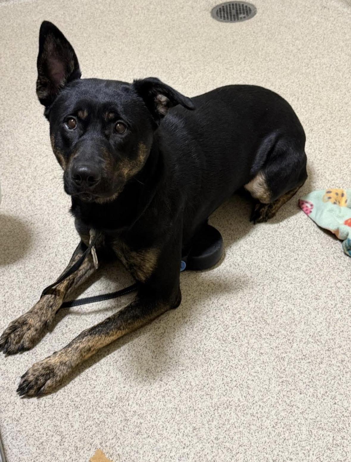 Enlarge Morrigan, a ADOPTABLE mixed breed in Youngstown, OH image 3/3