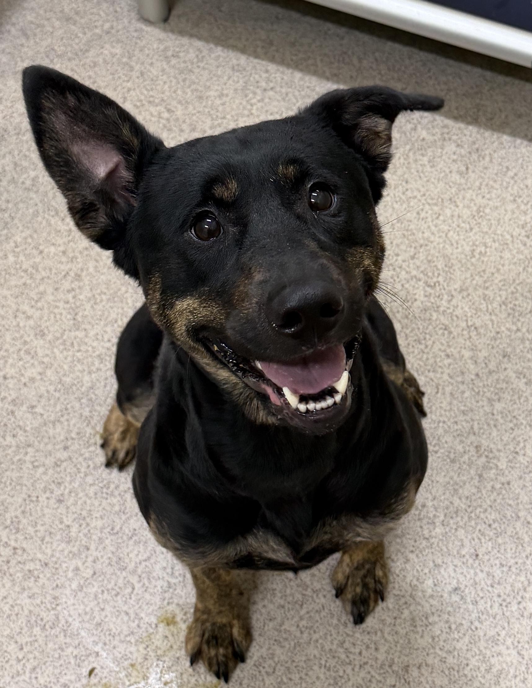 Enlarge Morrigan, a ADOPTABLE mixed breed in Youngstown, OH image 2/3