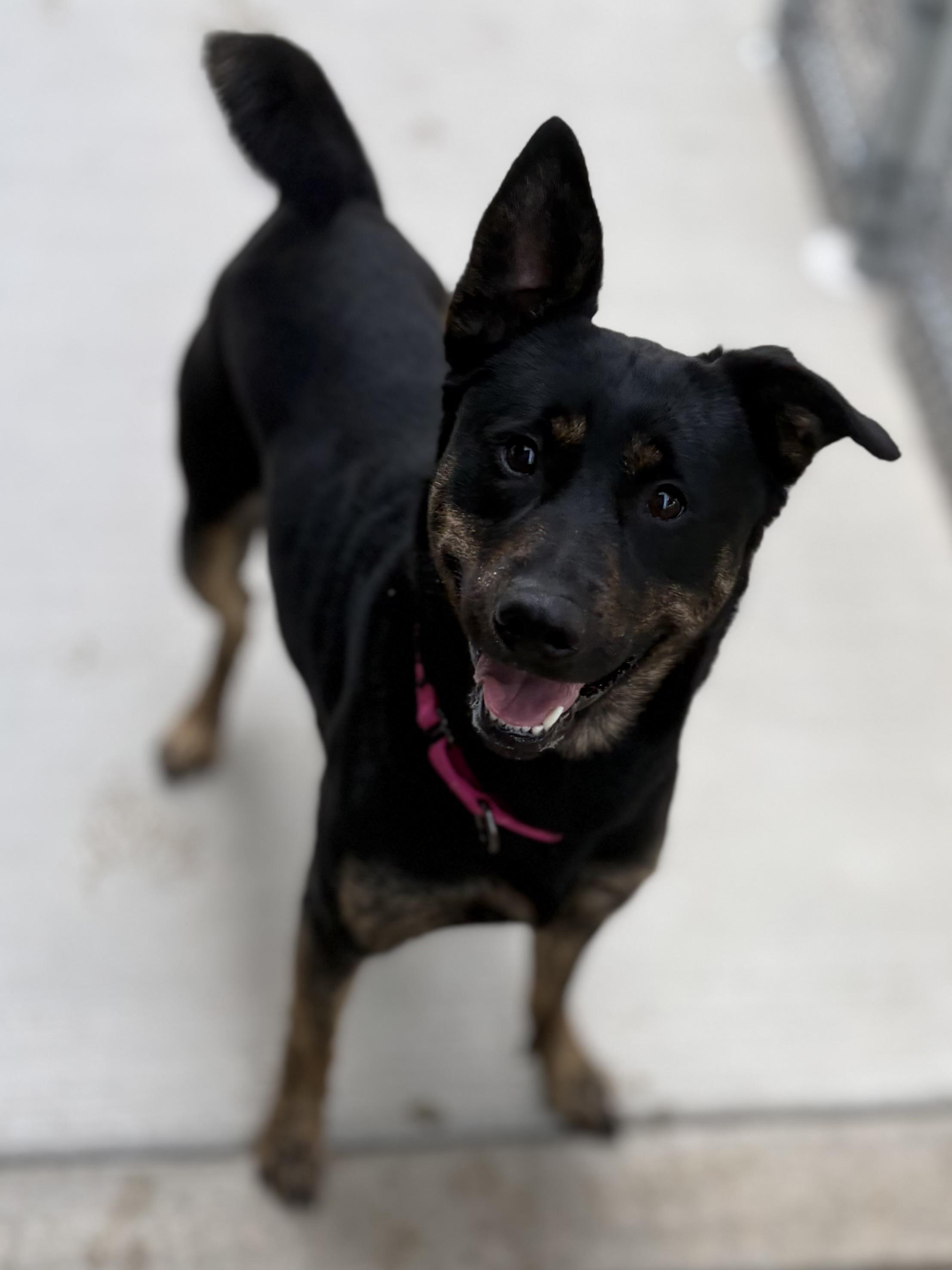Enlarge Morrigan, a ADOPTABLE mixed breed in Youngstown, OH image 1/3