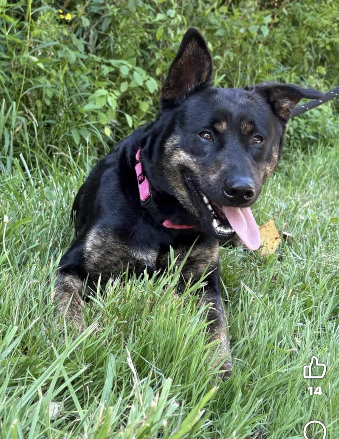 Enlarge Morrigan, a ADOPTABLE mixed breed in Youngstown, OH image 1/6