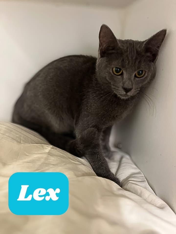 Lex, Adoptable, Young Male Domestic Short Hair.