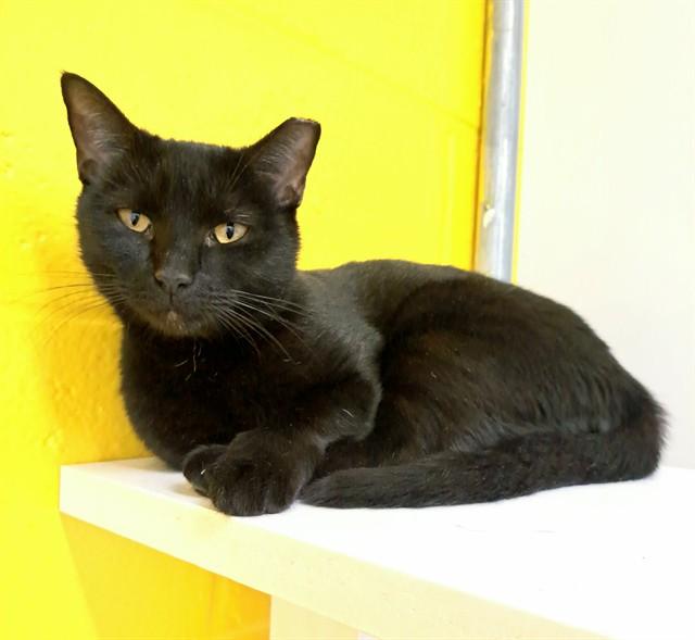 BABADOUK, Adoptable, Young Female Domestic Short Hair.