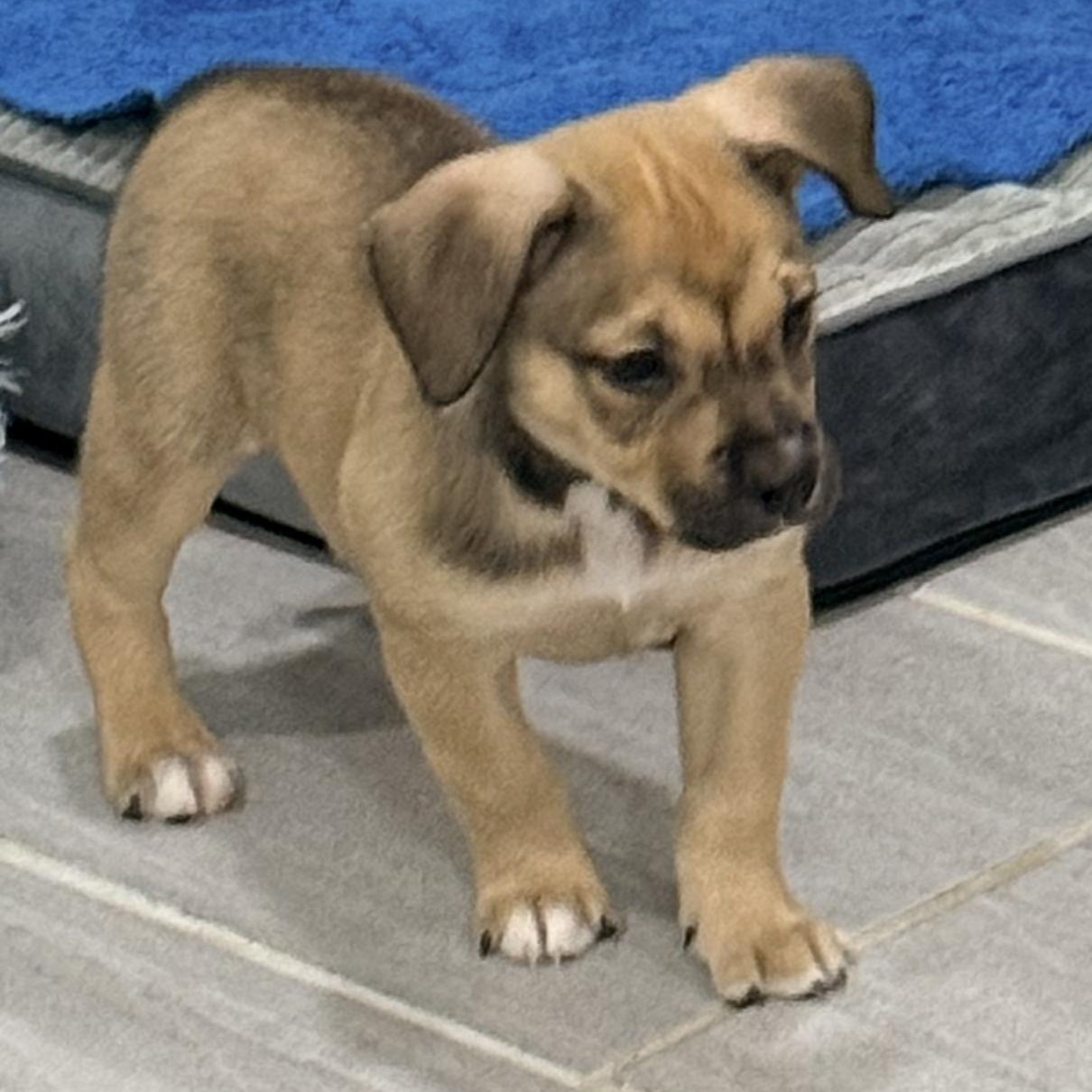 Enlarge Parsnip, a ADOPTABLE mixed breed in Copiague, NY image 3/4