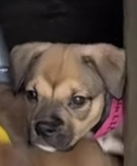 Enlarge Parsnip, a ADOPTABLE mixed breed in Copiague, NY image 2/4