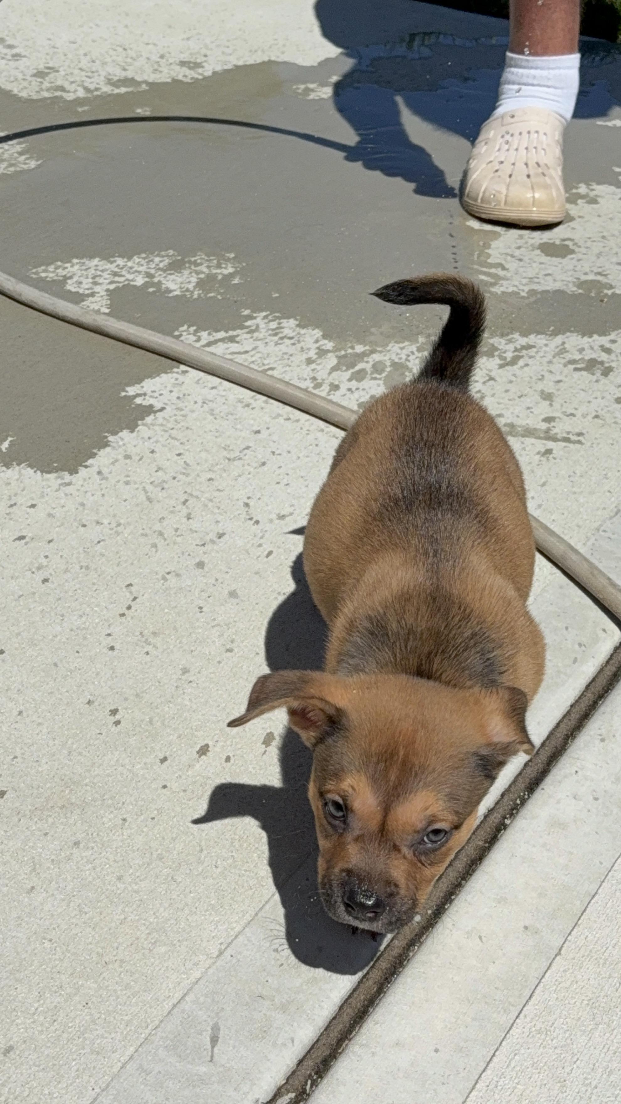 Enlarge Parsnip, a ADOPTABLE mixed breed in Copiague, NY image 4/4