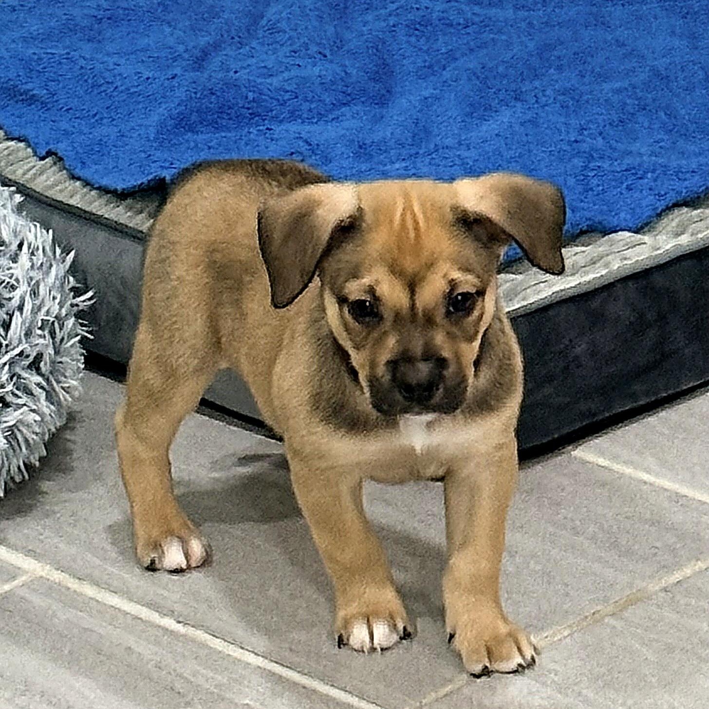 Enlarge Parsnip, a ADOPTABLE mixed breed in Copiague, NY image 1/4