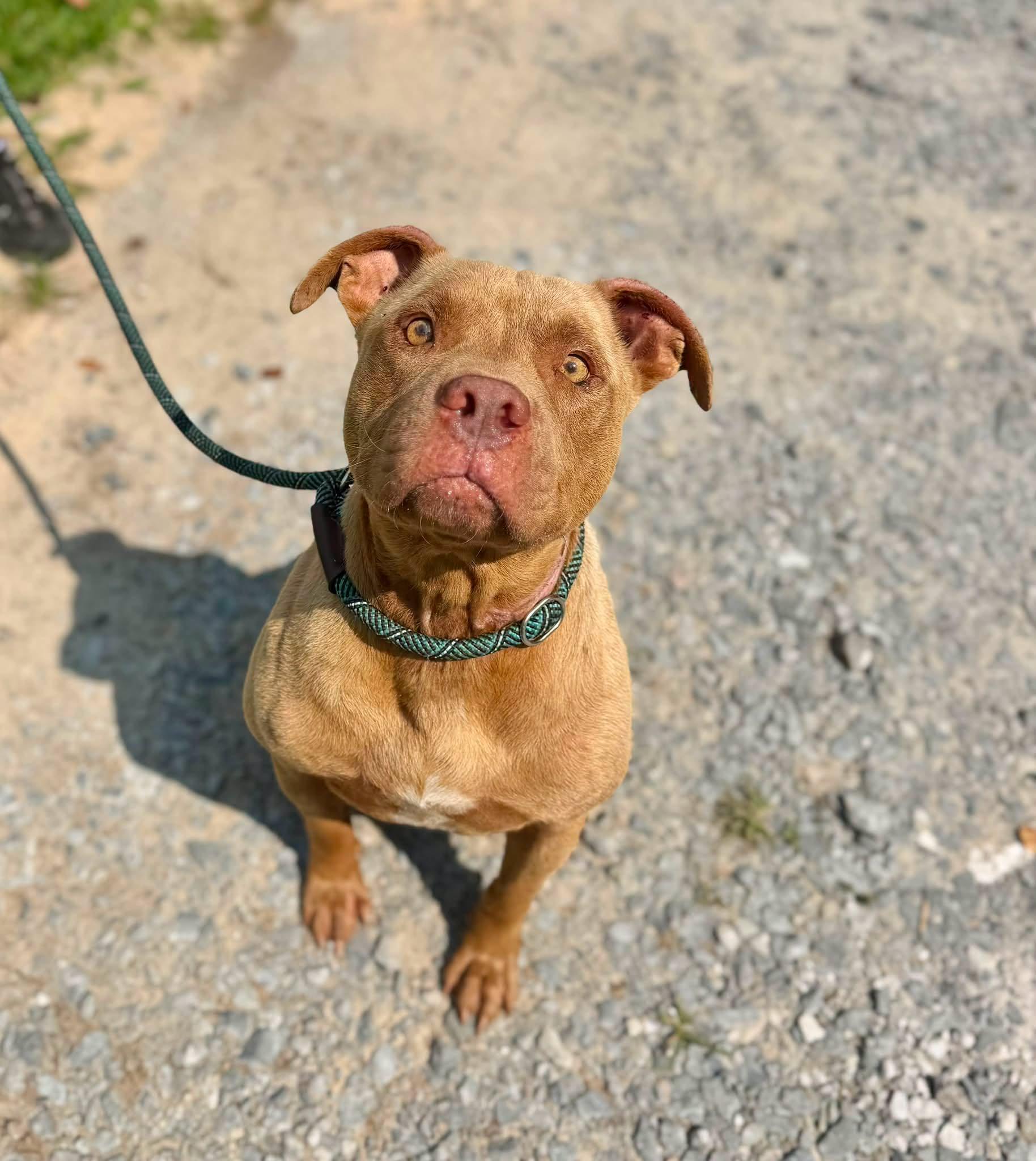 Ripper, a ADOPTABLE mixed breed in Elizabethtown, NC image 2/2
