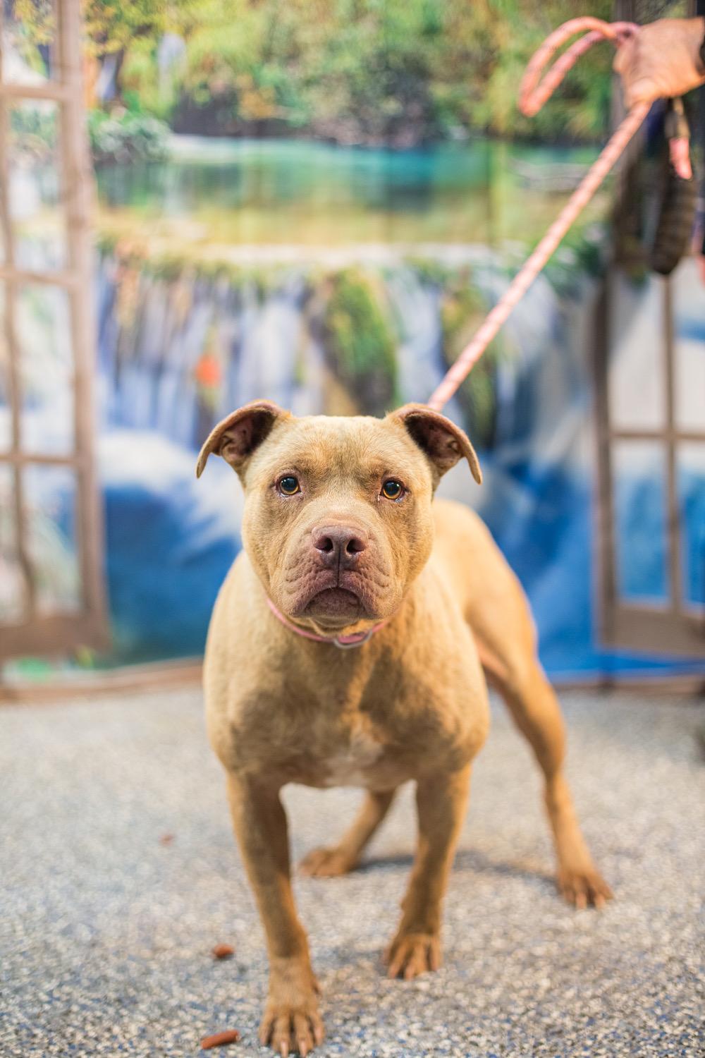 Ripper, ADOPTABLE, Adult Male American Bulldog.