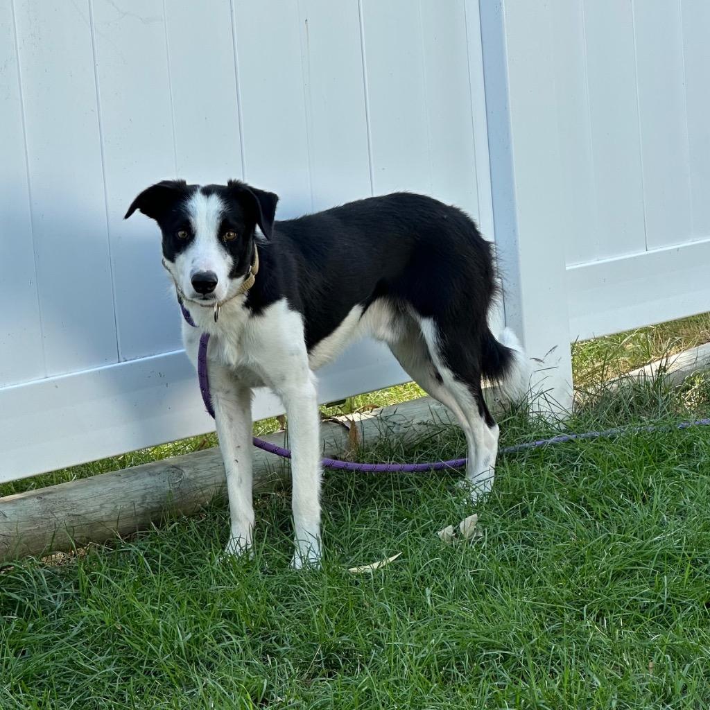 Enlarge Pretzel, a Adoptable Border Collie in Logan, UT image 1/2