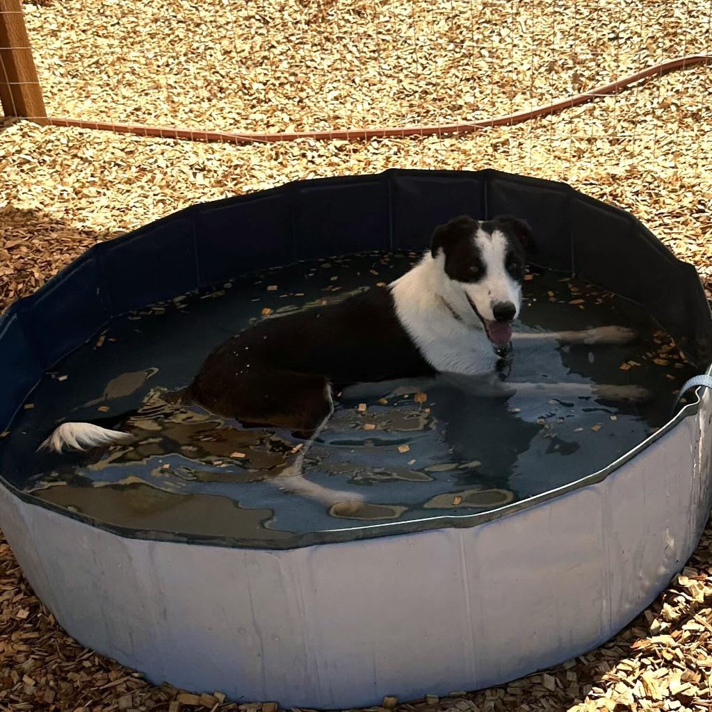 Enlarge Pretzel, a Adoptable Border Collie in Logan, UT image 2/2