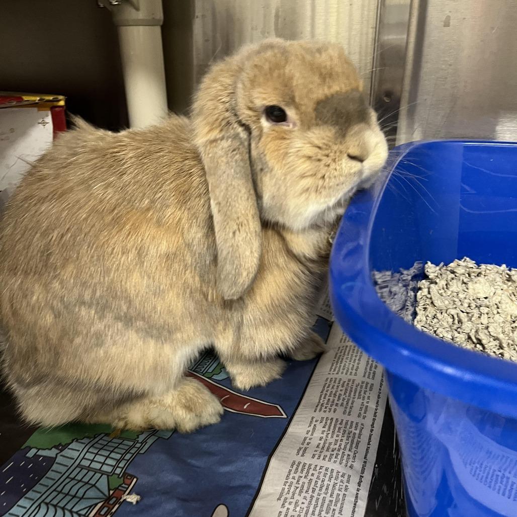 Enlarge Biscuit, a Adoptable Mini Lop in Baltimore, MD image 1/1