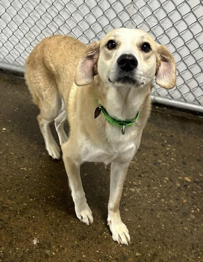 Happy, Adopted, Adult Female Labrador Retriever & Mixed Breed.