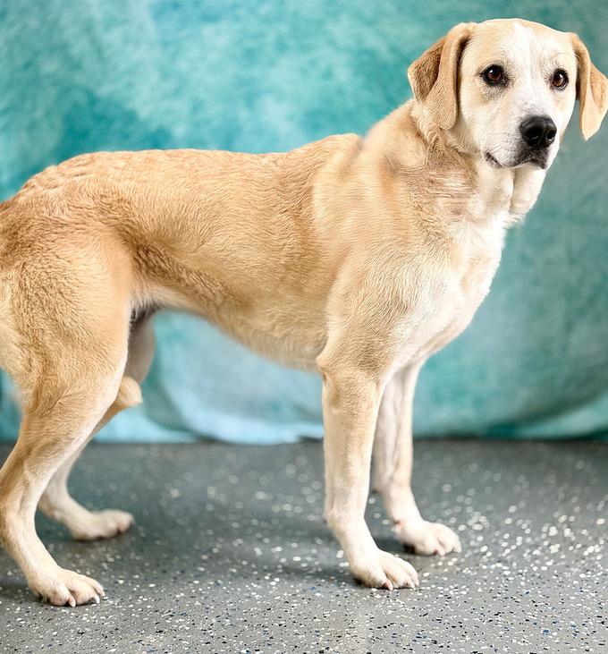 Enlarge Happy, a Adopted mixed breed in Warren, MI image 2/2