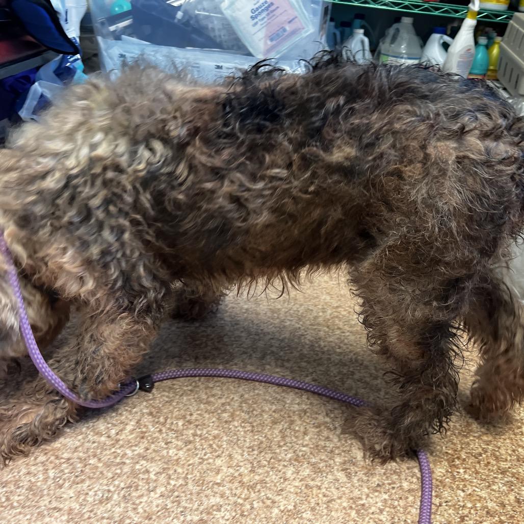 Enlarge Chloe, a Adoptable Old English Sheepdog in Harrisville, WV image 1/5