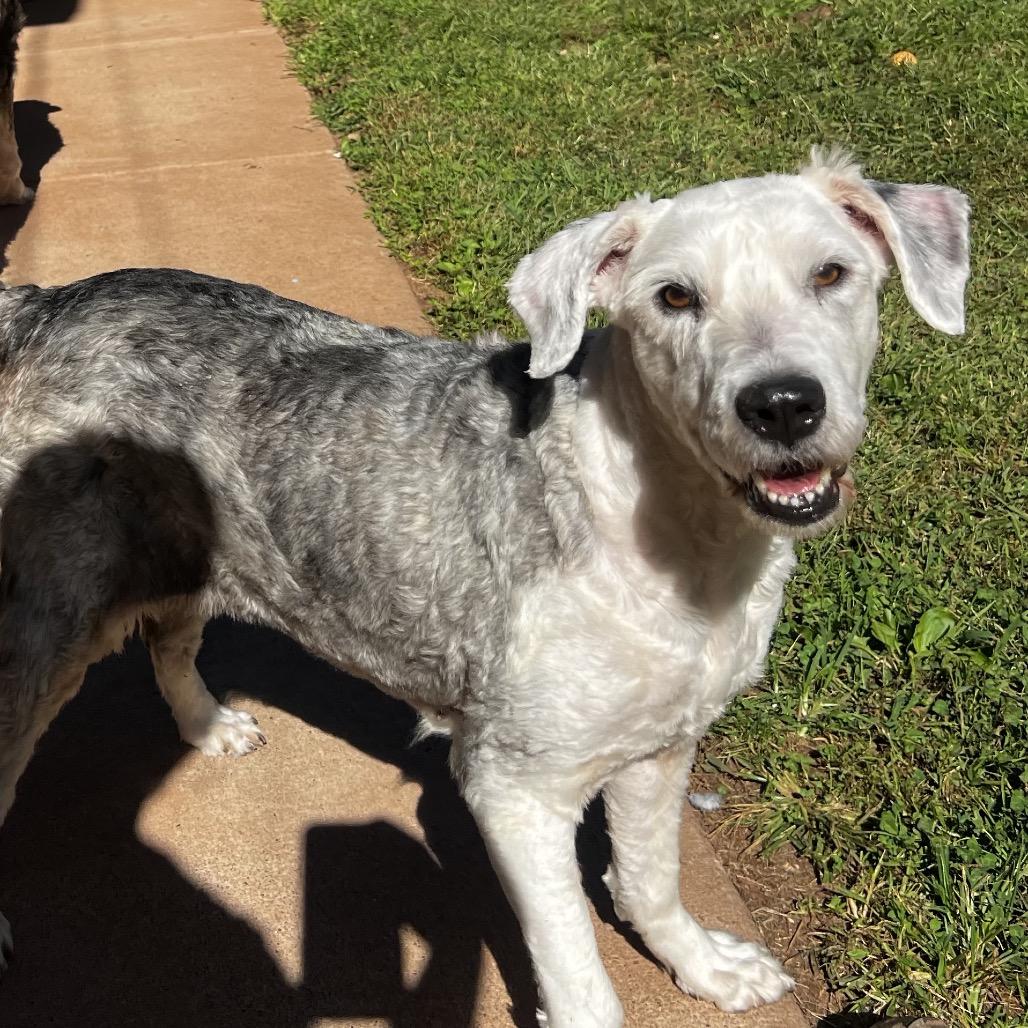 Enlarge Chloe, a Adoptable Old English Sheepdog in Harrisville, WV image 2/5