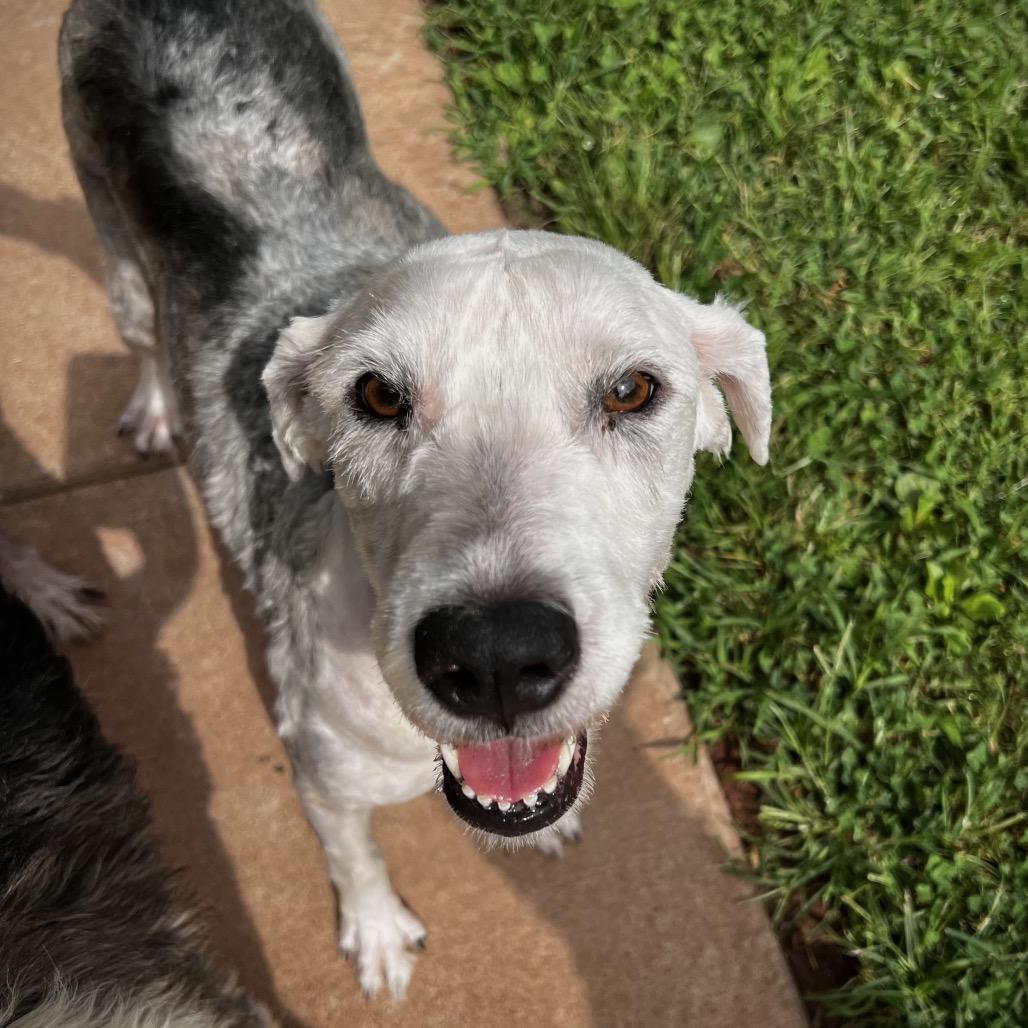 Enlarge Chloe, a Adoptable Old English Sheepdog in Harrisville, WV image 3/5