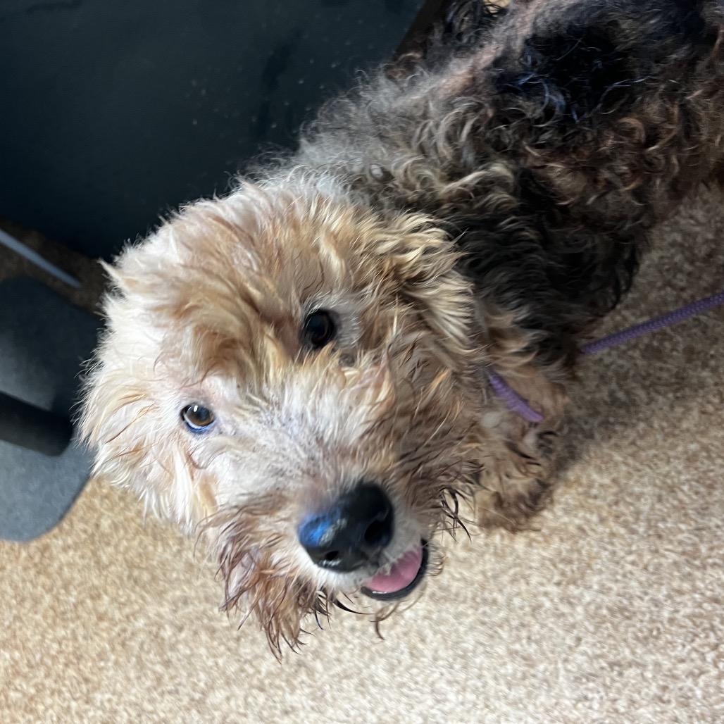 Enlarge Chloe, a Adoptable Old English Sheepdog in Harrisville, WV image 4/5