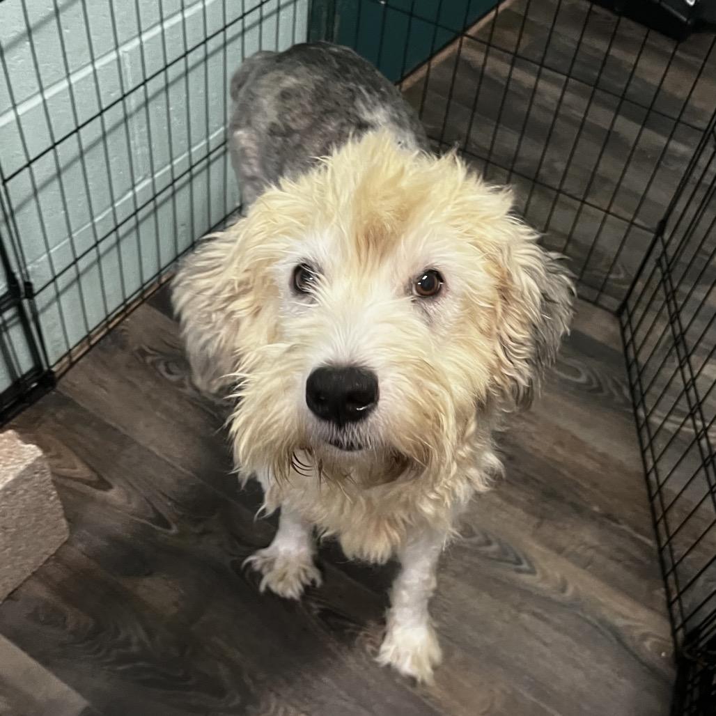 Enlarge Chloe, a Adoptable Old English Sheepdog in Harrisville, WV image 5/5