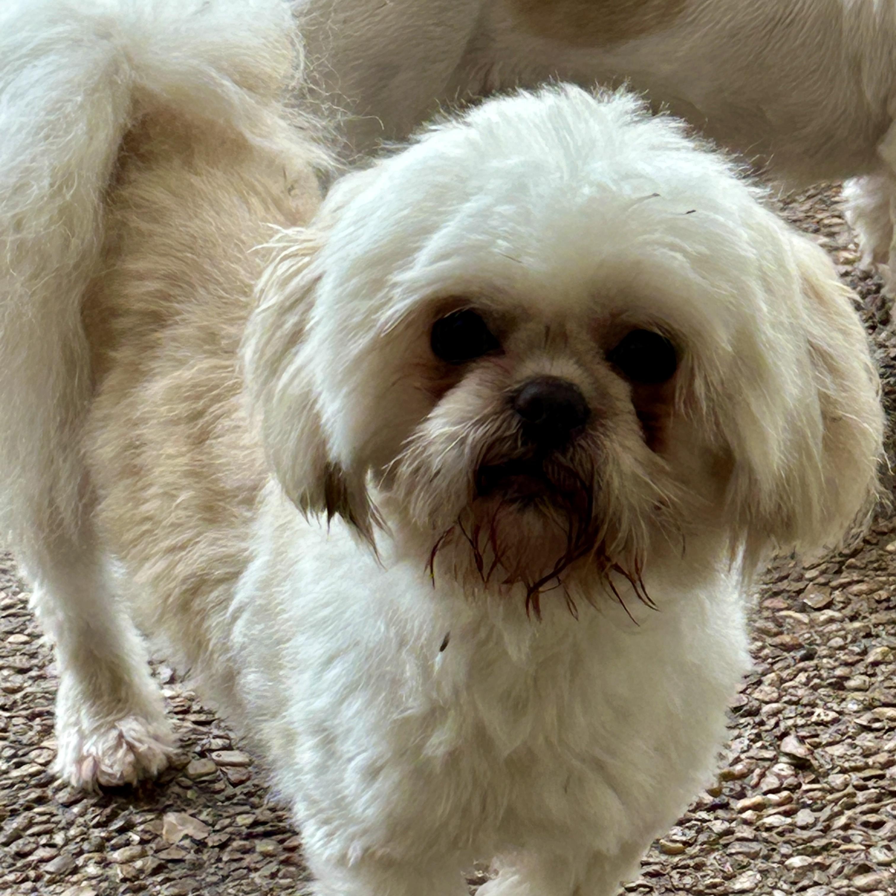 Willie, an adoption pending Shih Tzu in Sarasota, FL image 1/2