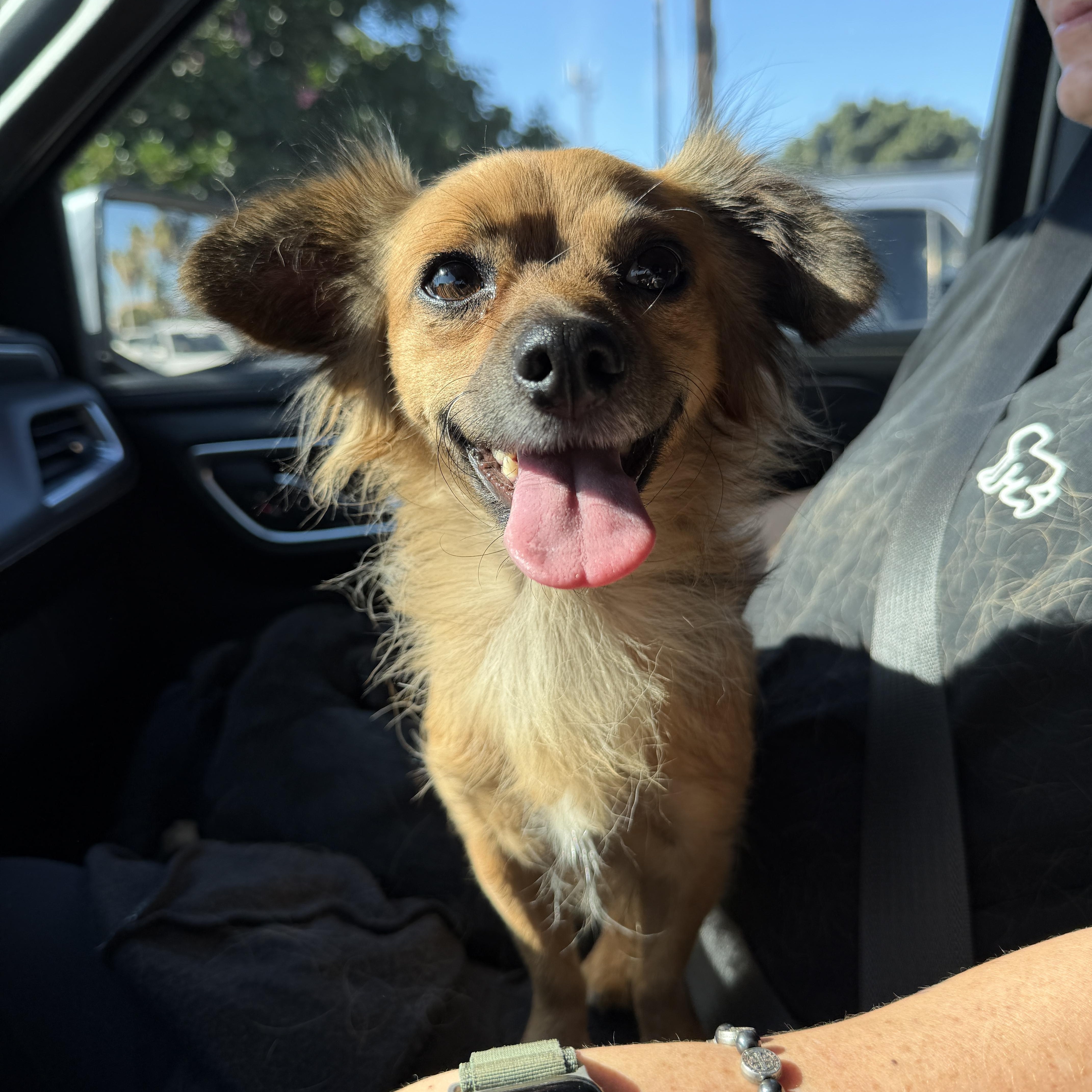 Enlarge Lenette, a ADOPTABLE mixed breed in Poway, CA image 1/1