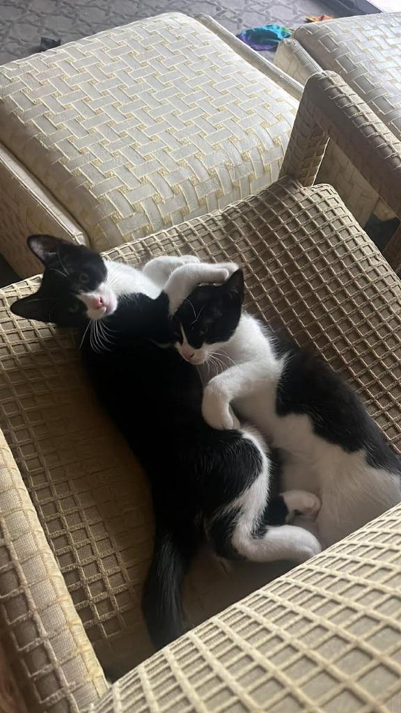 Enlarge Marshmallow / Oreo, a Adoptable mixed breed in Parkville, MD image 1/3
