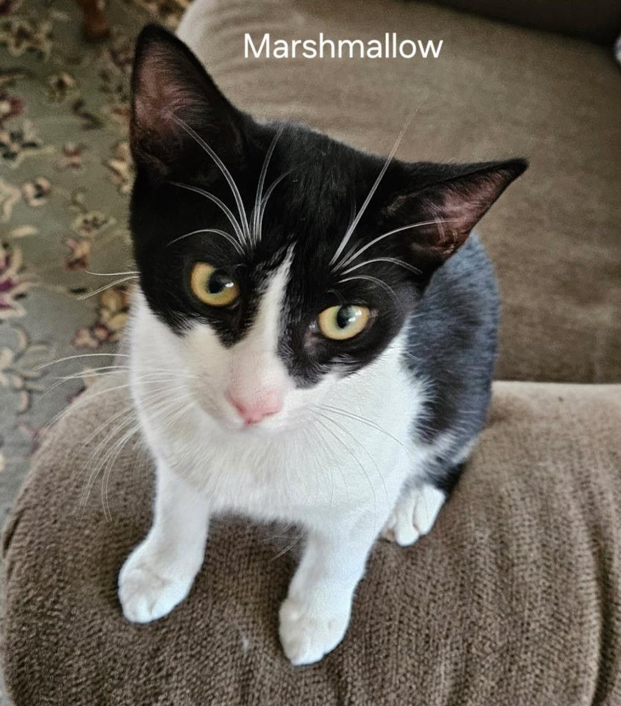 Enlarge Marshmallow, a Adoptable mixed breed in Parkville, MD image 2/5