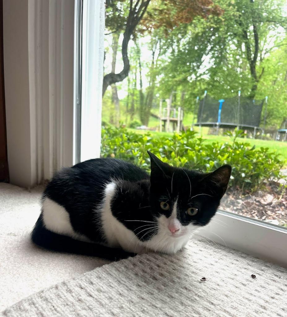 Enlarge Marshmallow / Oreo, a Adoptable mixed breed in Parkville, MD image 2/3
