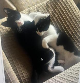 Enlarge Marshmallow / Oreo, a Adoptable mixed breed in Parkville, MD image 3/4