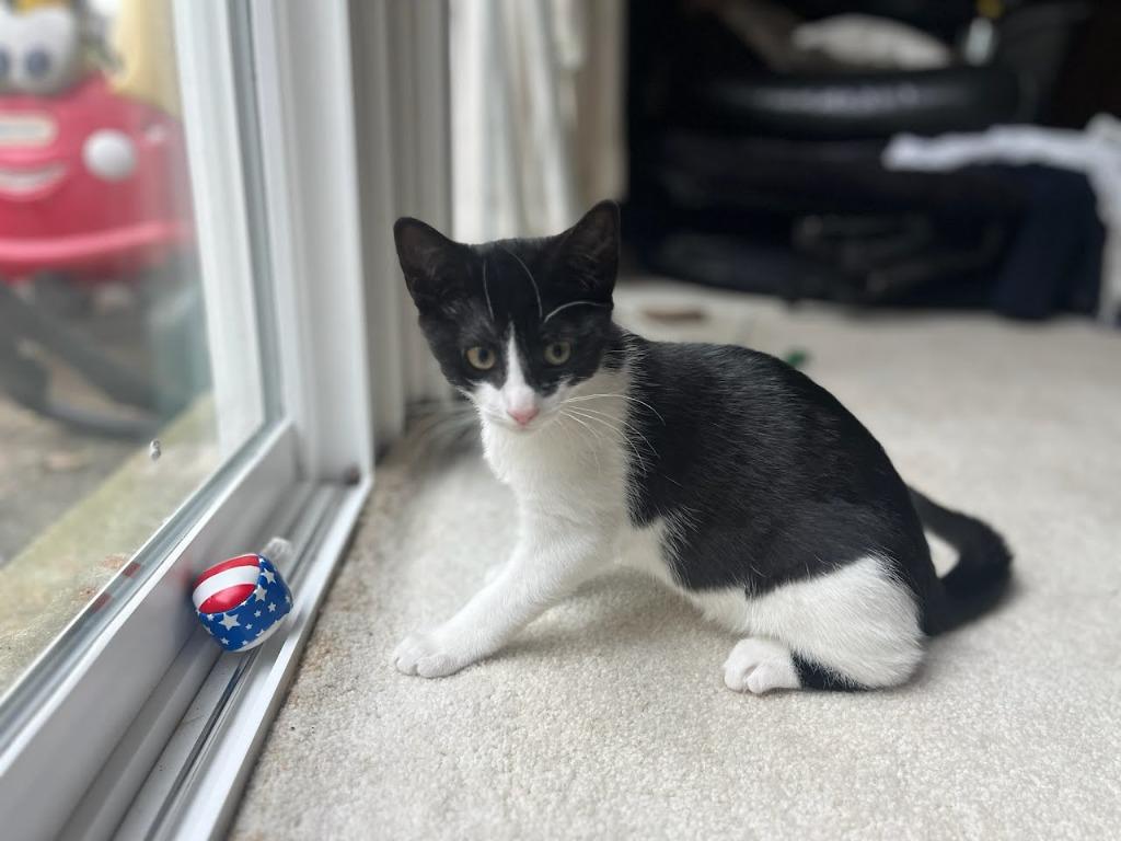 Enlarge Marshmallow / Oreo, a Adoptable mixed breed in Parkville, MD image 3/3