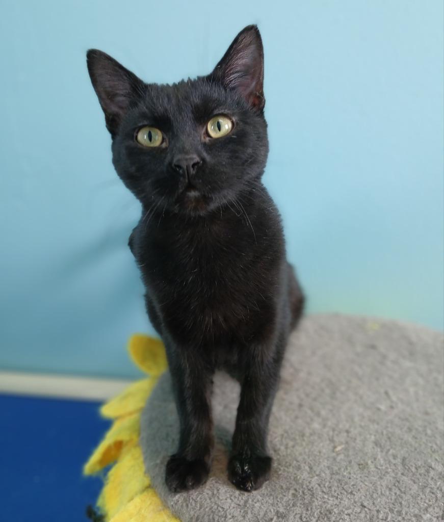 Soot, Adoptable, Kitten Female Domestic Short Hair.