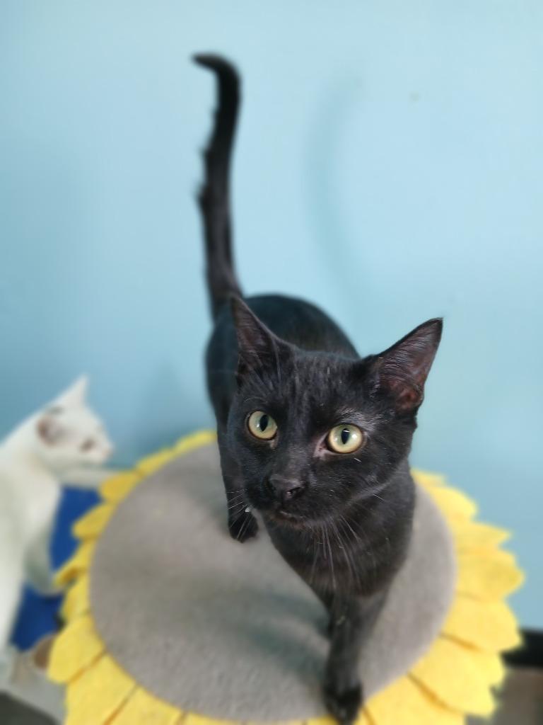 Enlarge Soot, a Adoptable mixed breed in Ladysmith, WI image 2/4