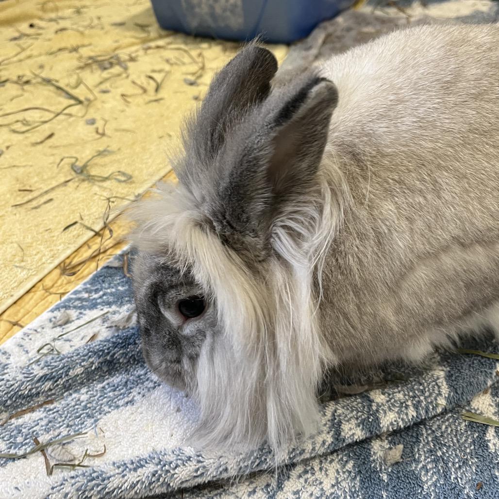 Enlarge Sushi, a Adoptable Lionhead in Bedford, NH image 1/6