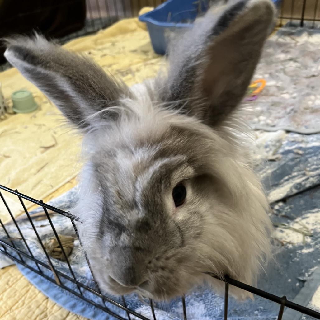 Enlarge Sushi, a Adoptable Lionhead in Bedford, NH image 2/6