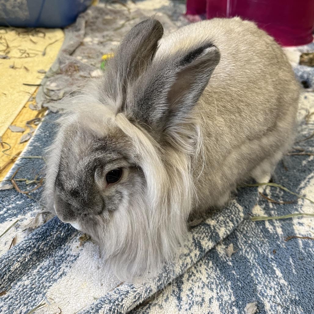 Enlarge Sushi, a Adoptable Lionhead in Bedford, NH image 3/6