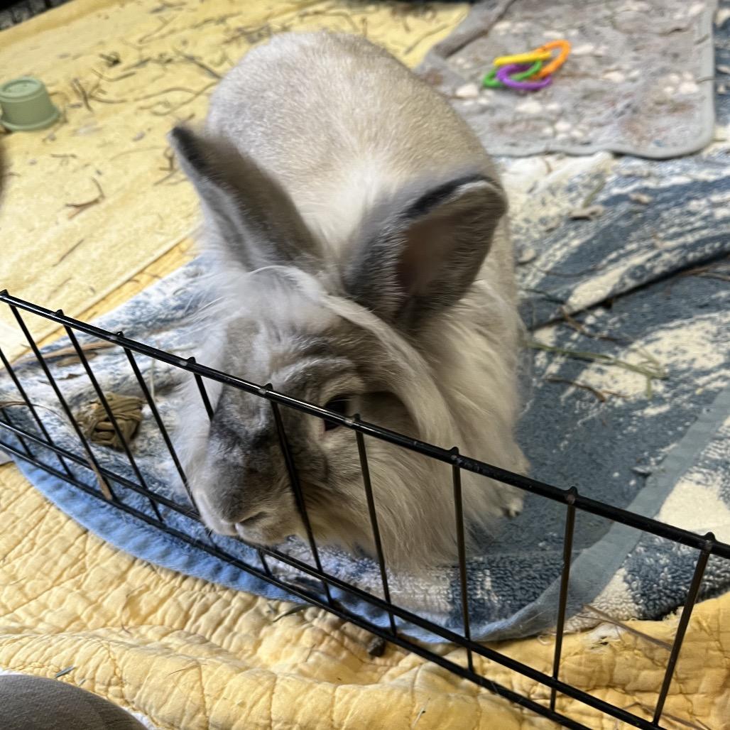 Enlarge Sushi, a Adoptable Lionhead in Bedford, NH image 4/6