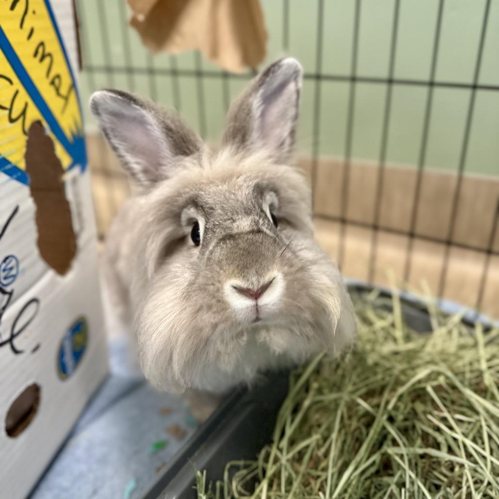 Enlarge Sushi, a Adoptable Lionhead in Bedford, NH image 1/4