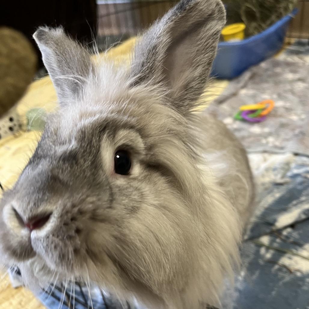 Sushi, Adoptable, Adult Male Lionhead.