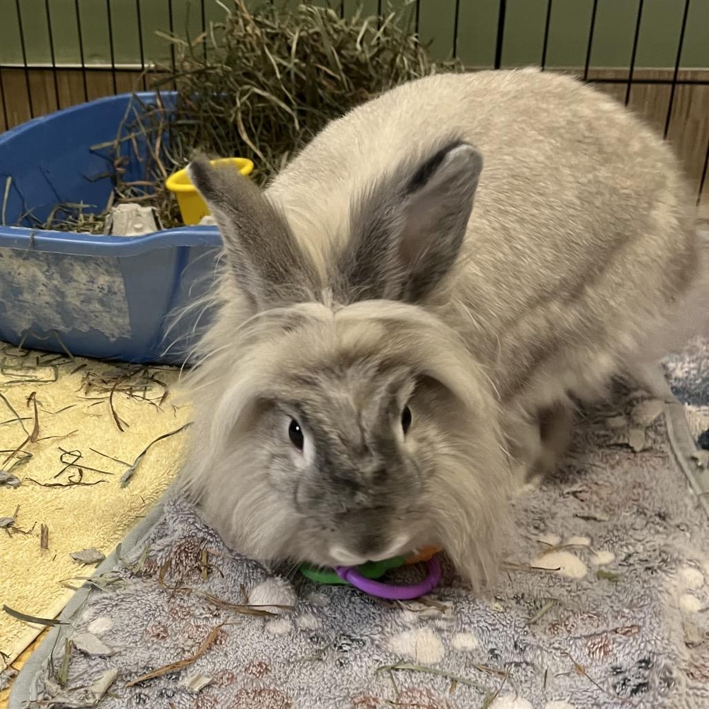 Enlarge Sushi, a Adoptable Lionhead in Bedford, NH image 6/6