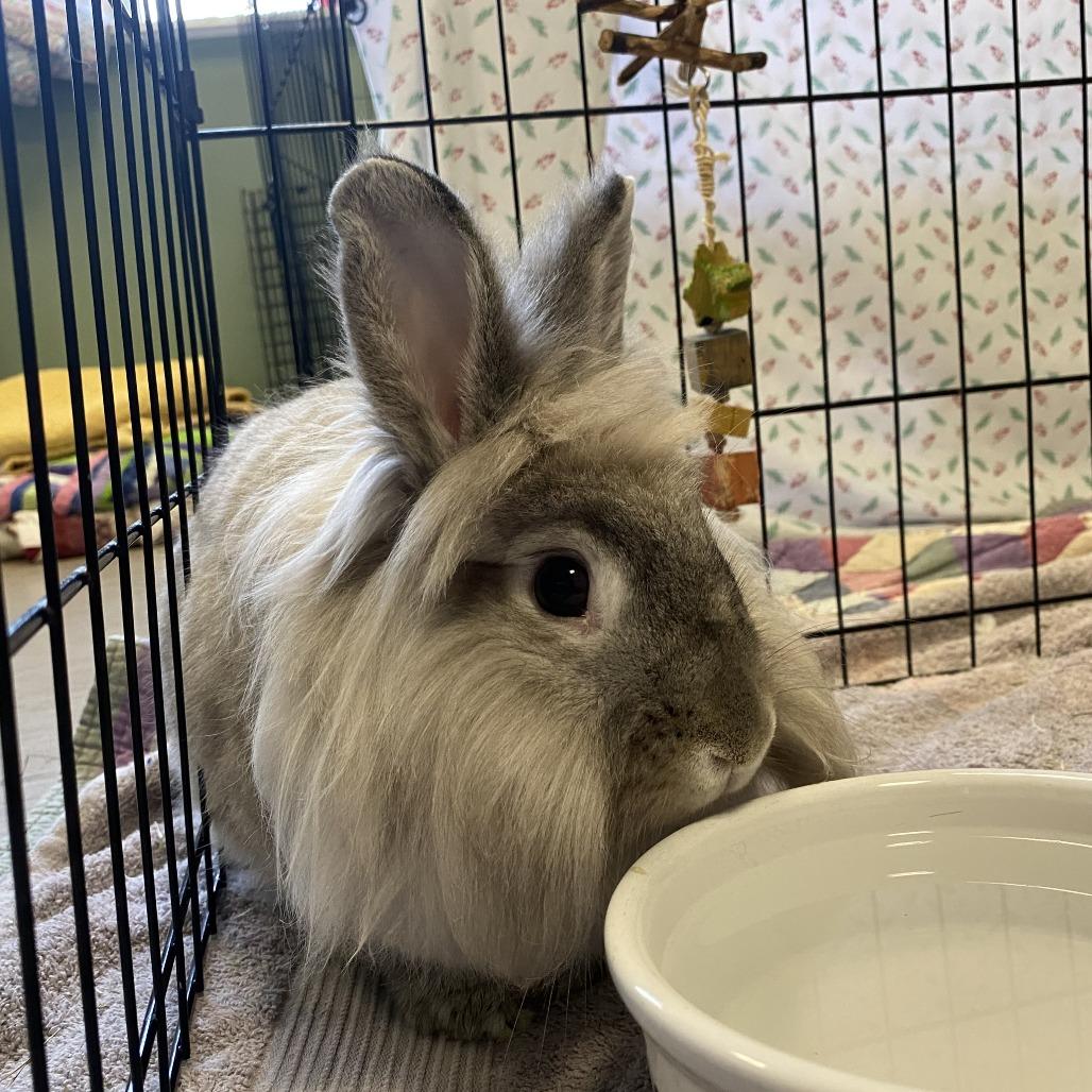 Sushi, a Adoptable Lionhead in Bedford, NH image 3/3