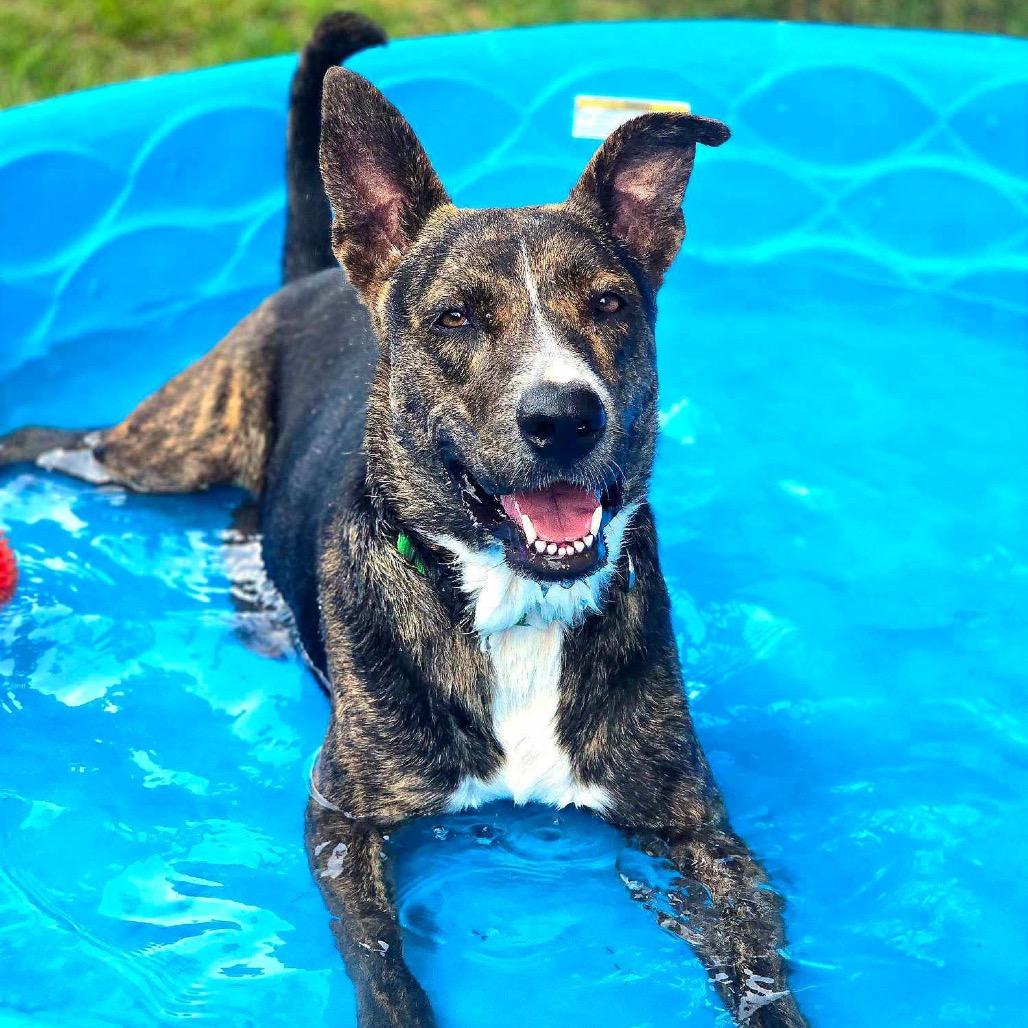 Enlarge Solstice, a Adoptable mixed breed in Spring, TX image 3/6