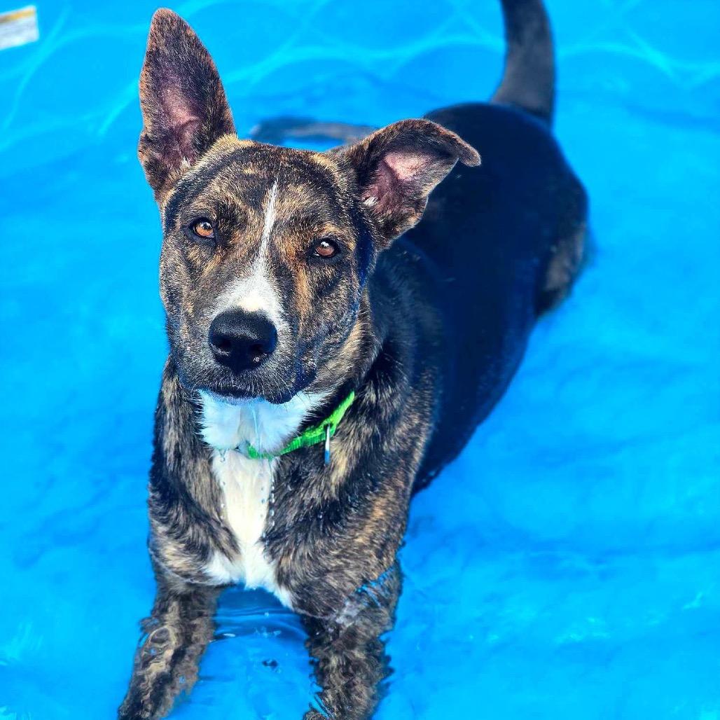 Enlarge Solstice, a Adoptable mixed breed in Spring, TX image 5/6