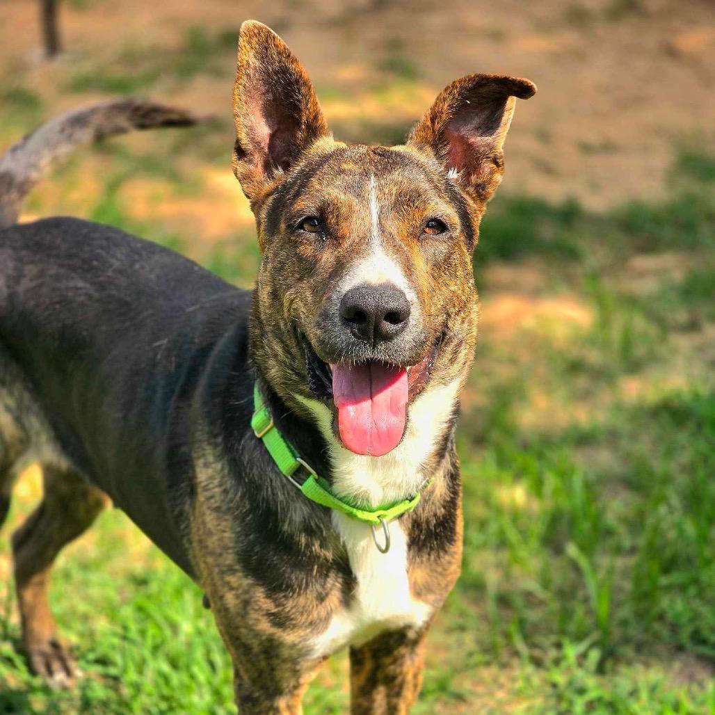 Enlarge Solstice, a Adoptable mixed breed in Spring, TX image 6/6