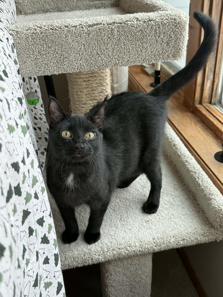 Enlarge Cheryl, a Adoptable mixed breed in Plymouth, MN image 1/5