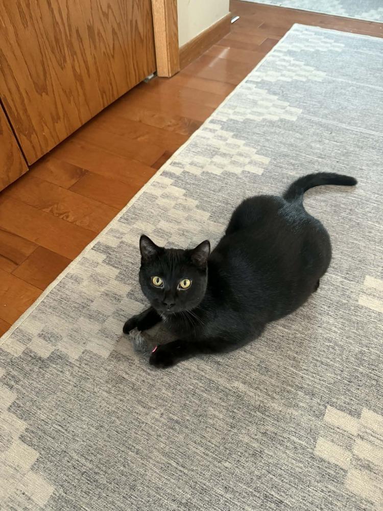 Enlarge Cheryl, a Adoptable mixed breed in Plymouth, MN image 2/5