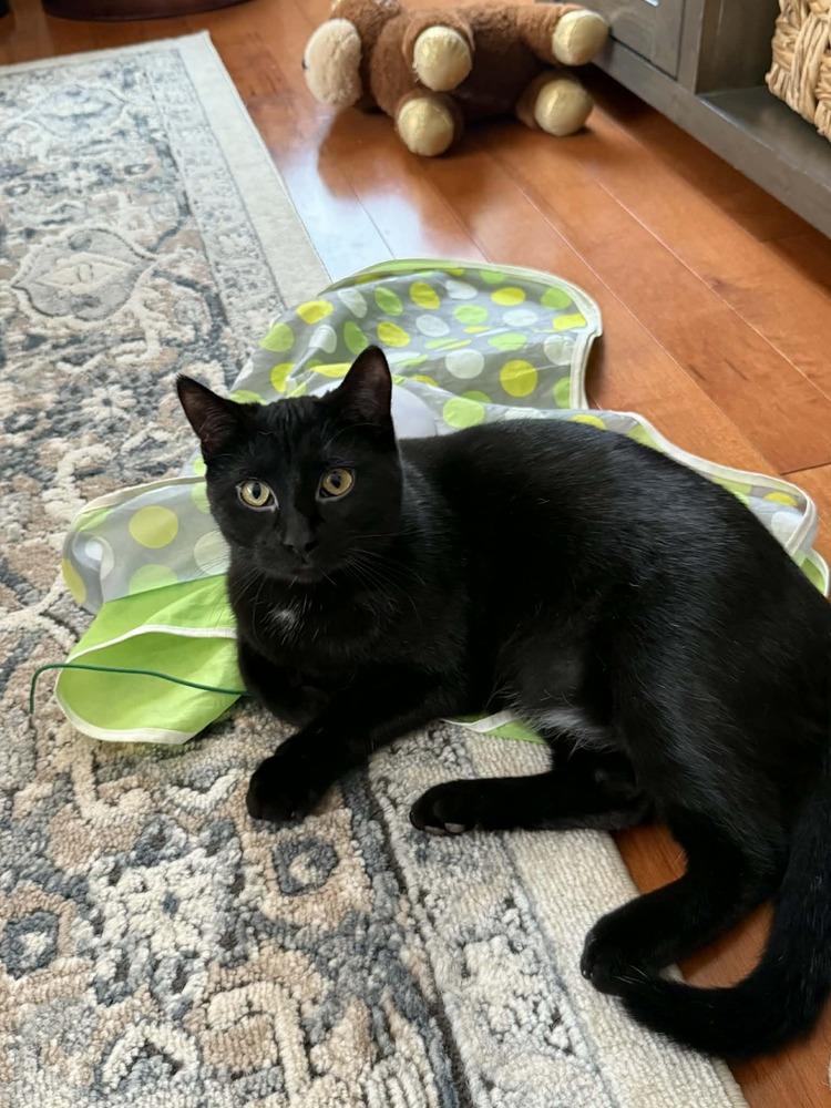 Enlarge Cheryl, a Adoptable mixed breed in Plymouth, MN image 3/5