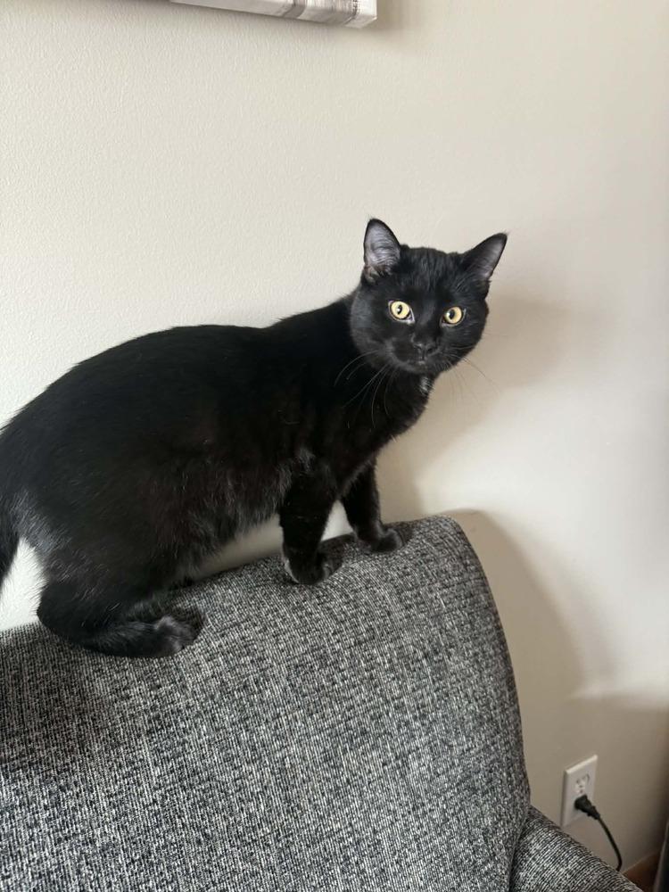 Enlarge Cheryl, a Adoptable mixed breed in Plymouth, MN image 4/5