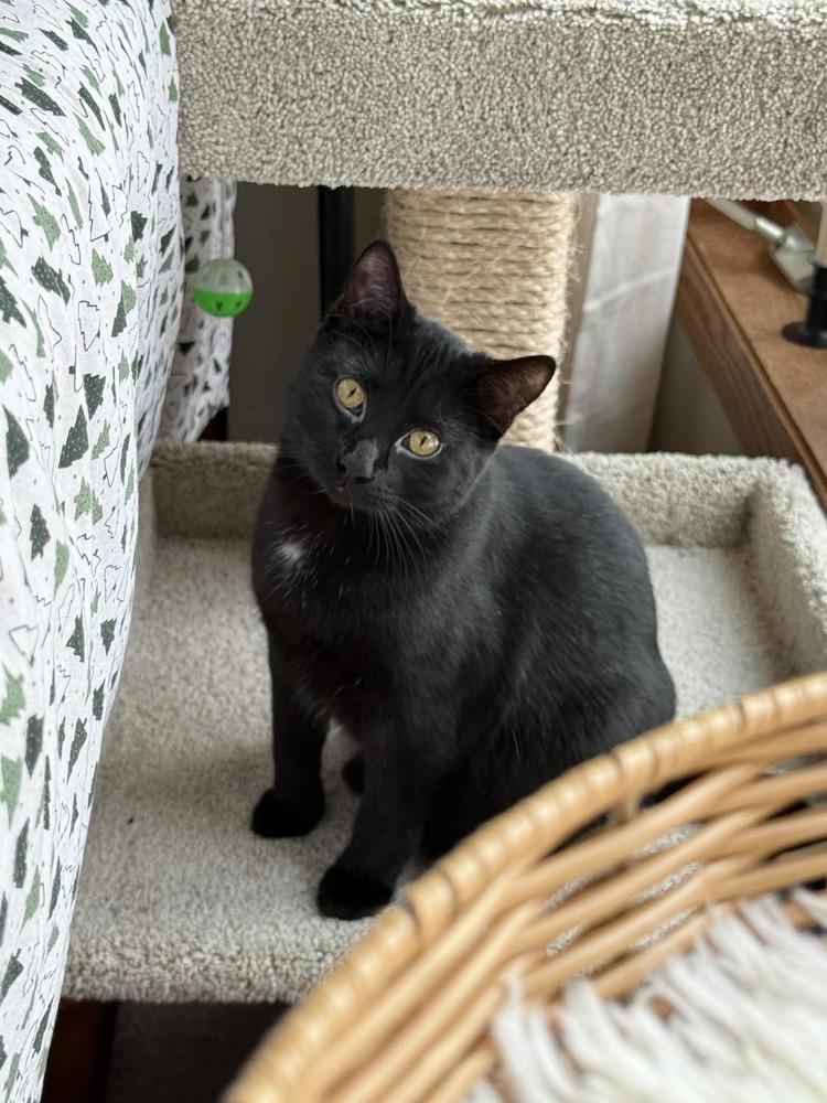 Enlarge Cheryl, a Adoptable mixed breed in Plymouth, MN image 5/5